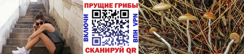 Псилоцибиновые грибы мицелий  Сорск 